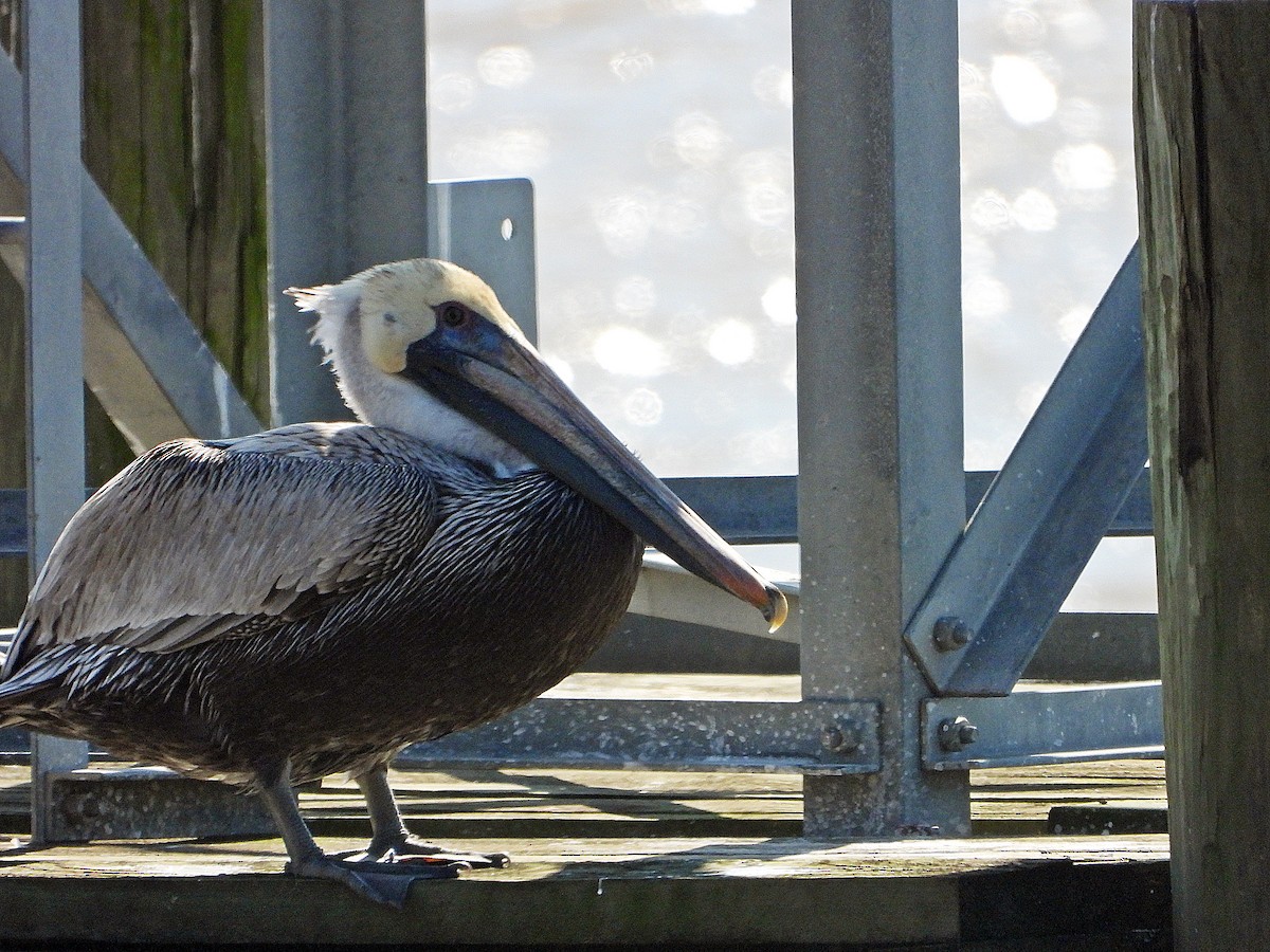 Brown Pelican - ML615284555