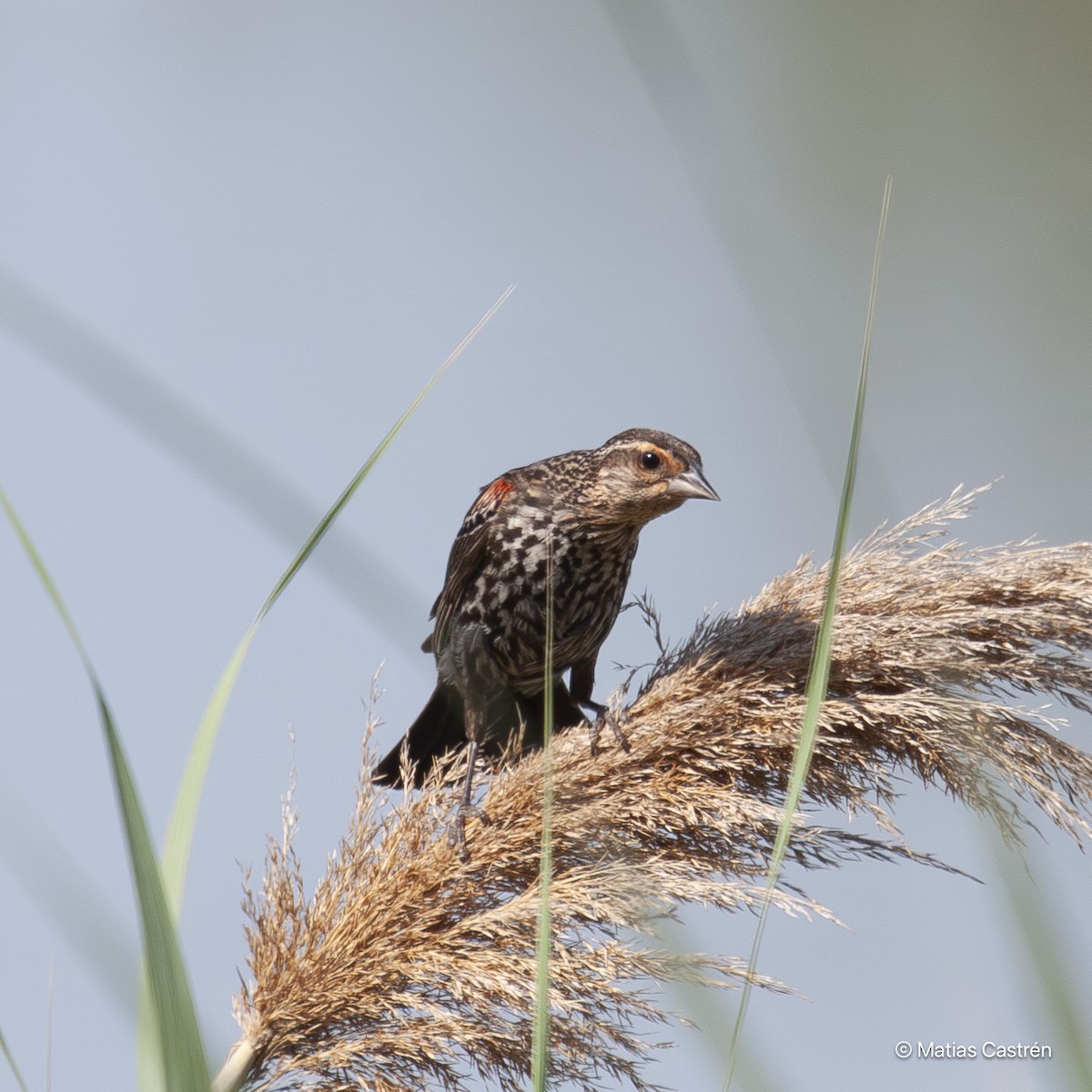 Red-winged Blackbird - ML615284584