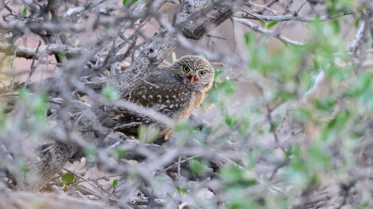 Peruvian Pygmy-Owl - ML615284589