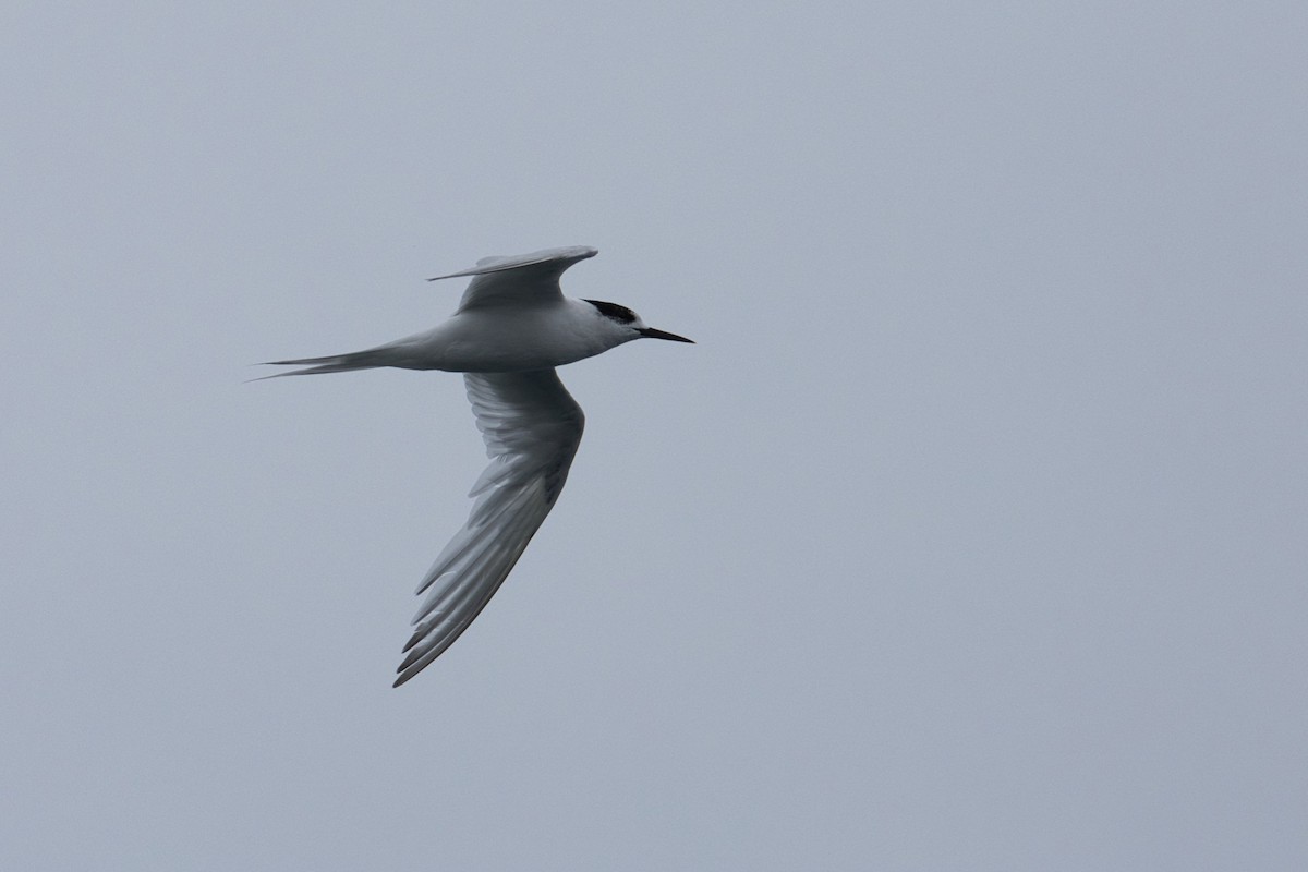 White-fronted Tern - ML615284596
