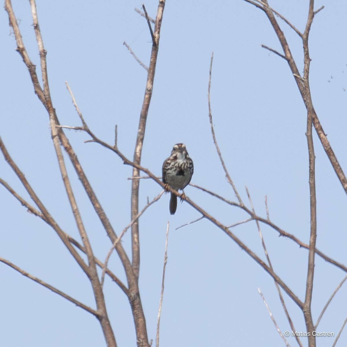 Song Sparrow - ML615284624
