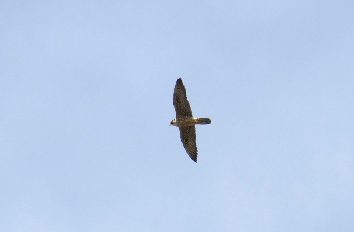 Peregrine Falcon - Enrique Zamora