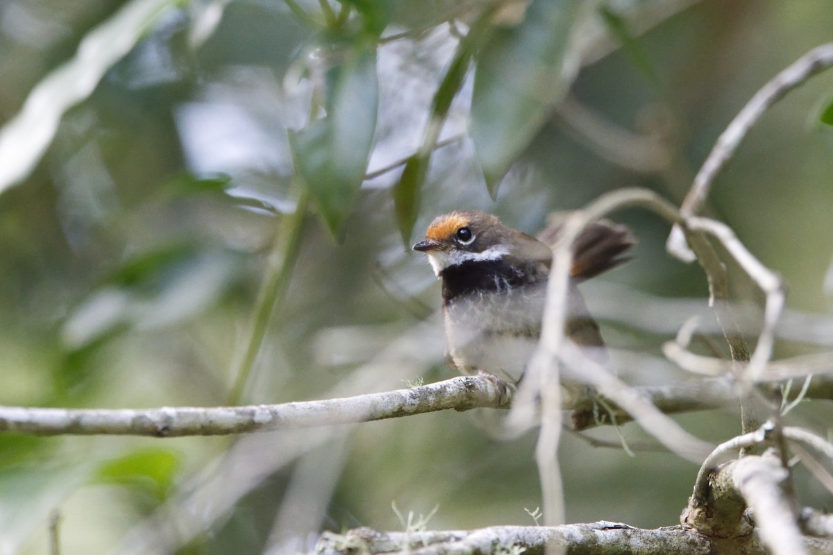 Australian Rufous Fantail - ML615284641