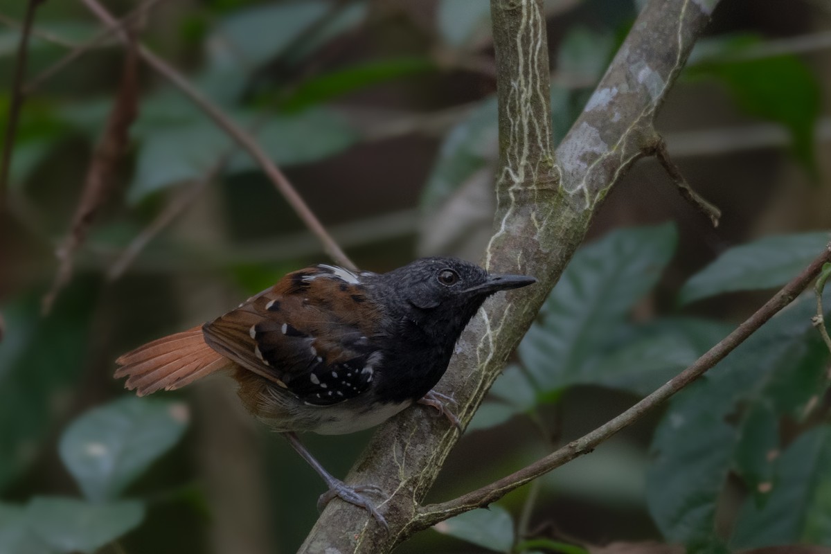 Chestnut-tailed Antbird (hemimelaena) - Victor Castanho