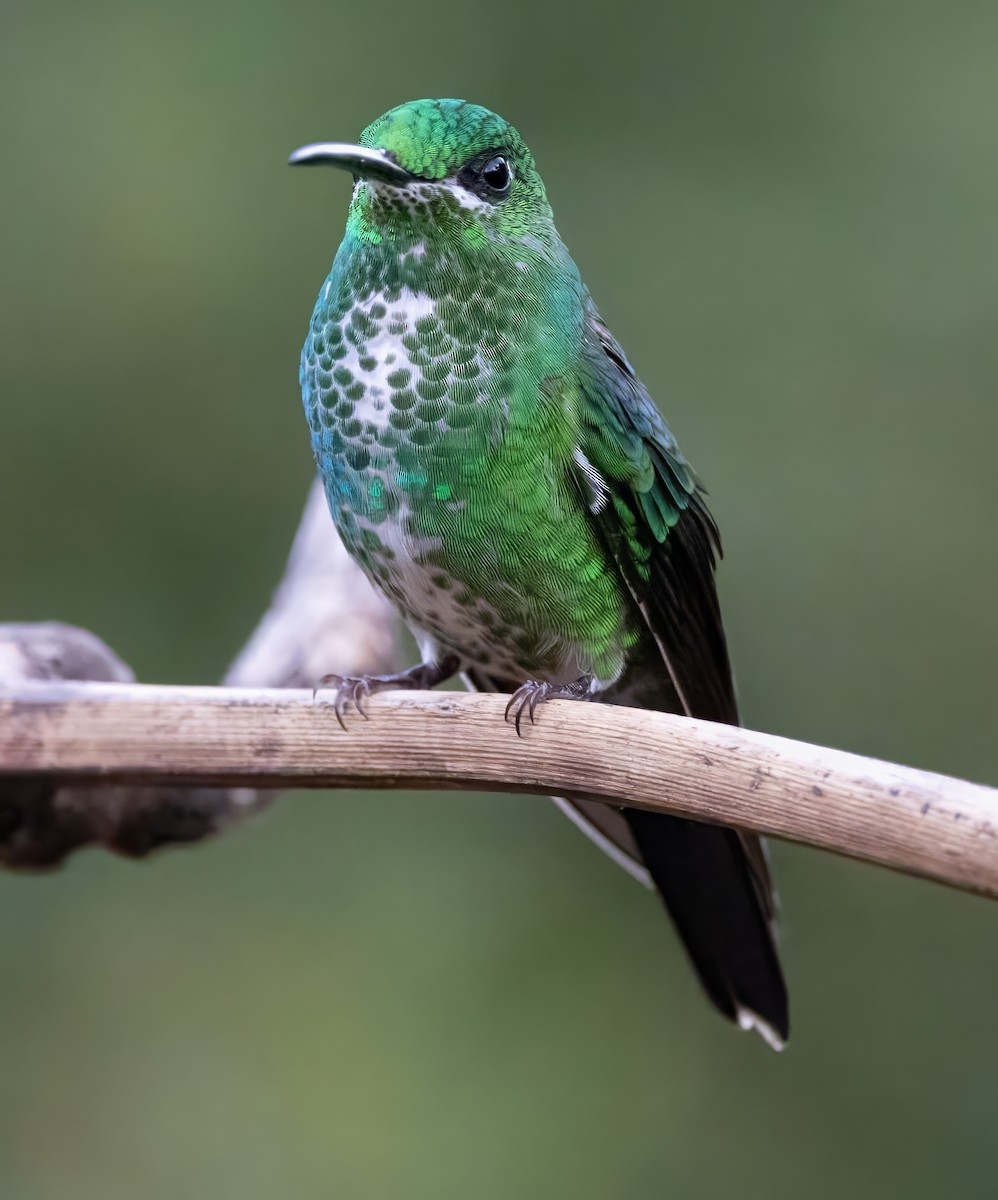 Green-crowned Brilliant - Steve and Cyndi Routledge