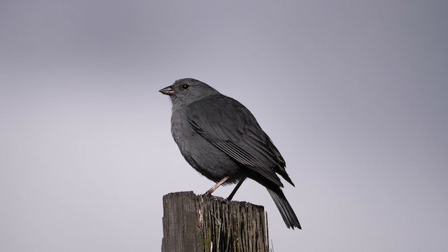 ネズミヤマシトド - ML615284698