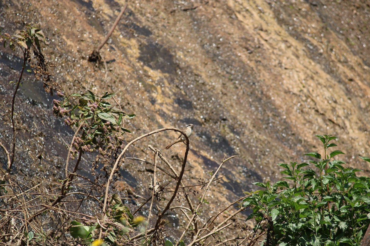 Brown Shrike - sanjay pawar