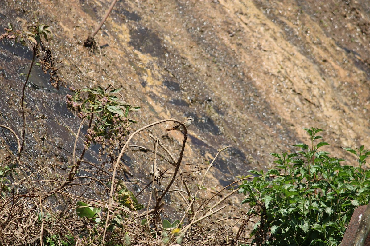 Brown Shrike - ML615284747