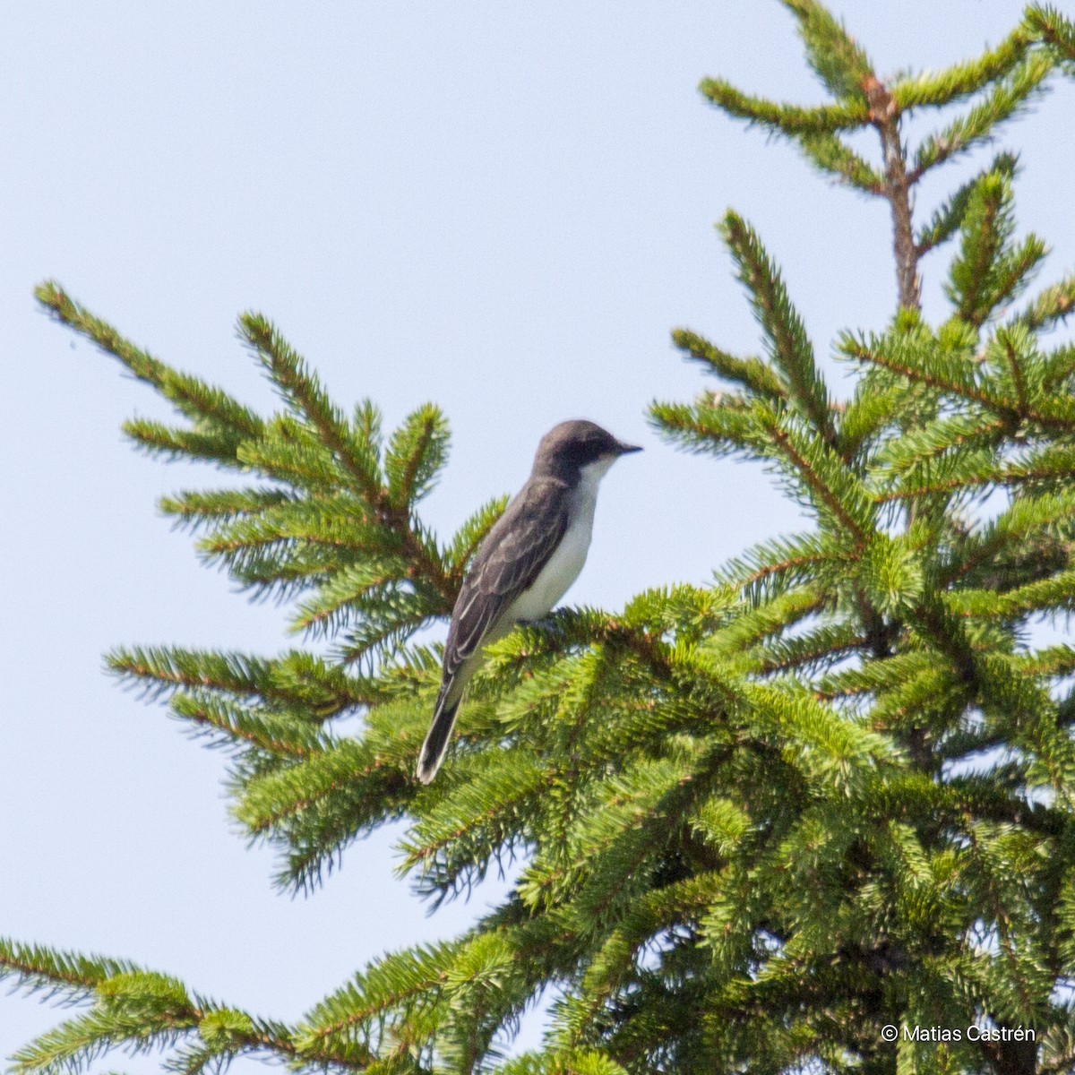 Eastern Kingbird - ML615284778