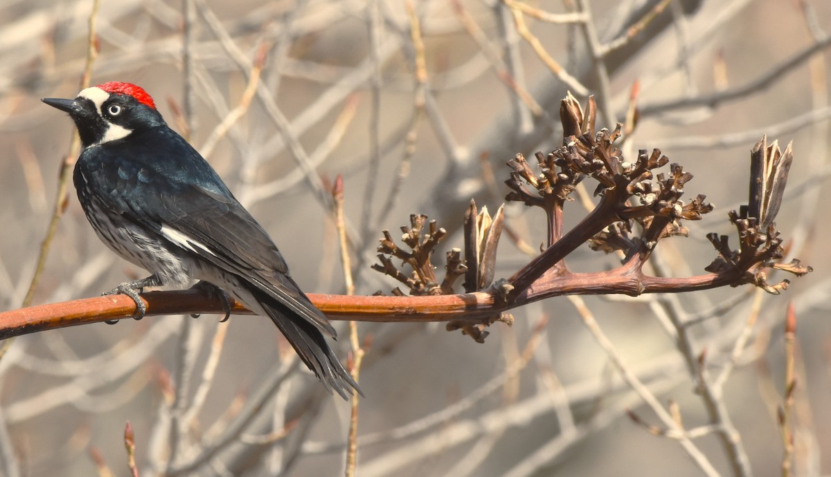 Acorn Woodpecker - ML615284784