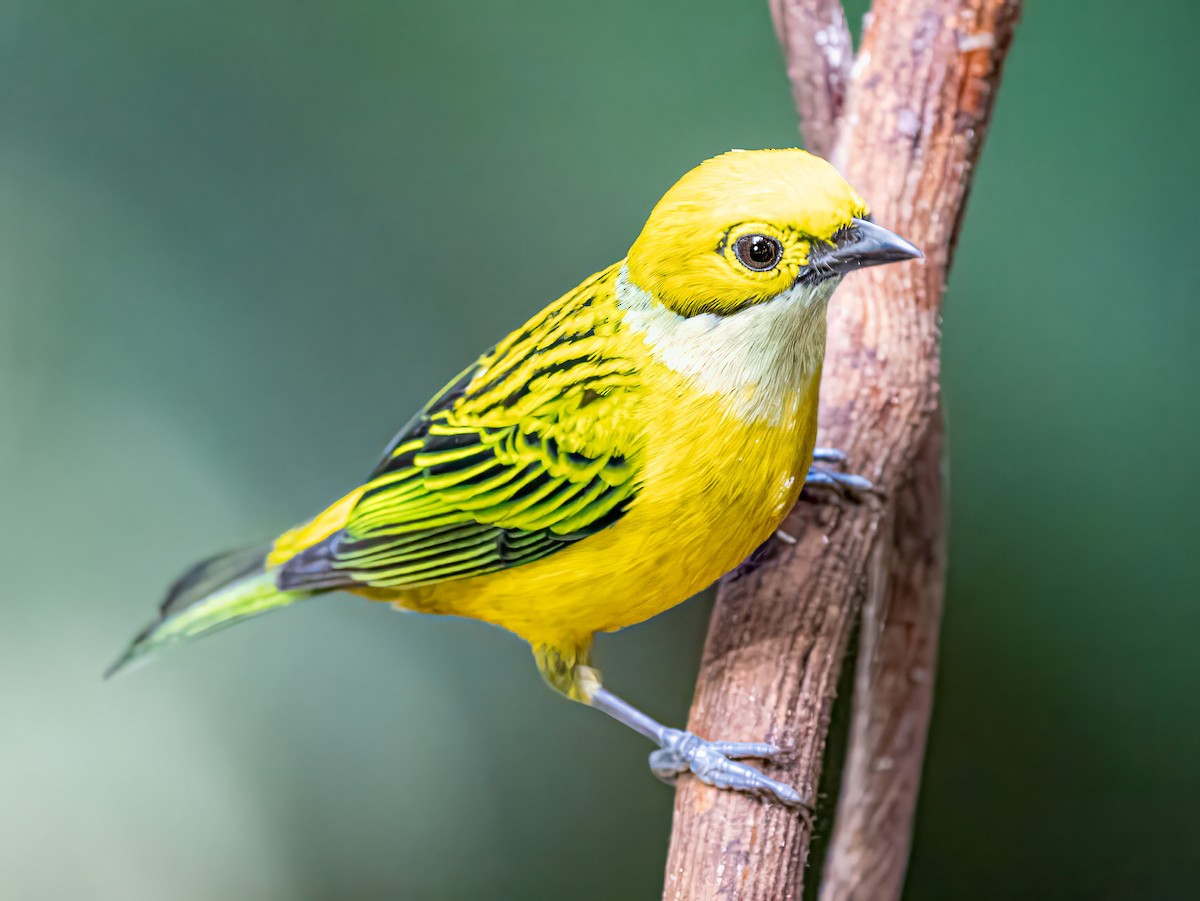 Silver-throated Tanager - ML615284863