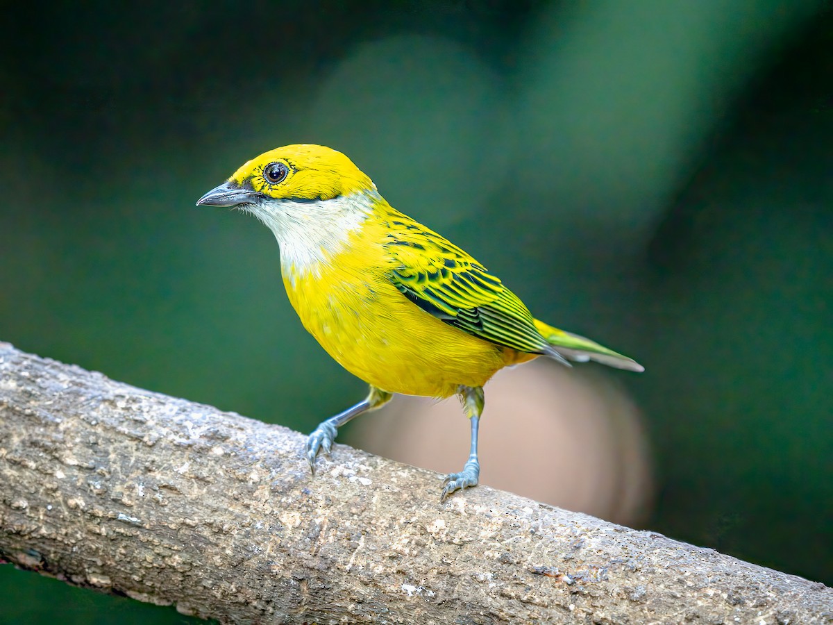 Silver-throated Tanager - ML615284865