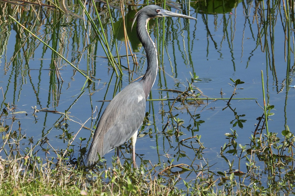 Tricolored Heron - ML615284872