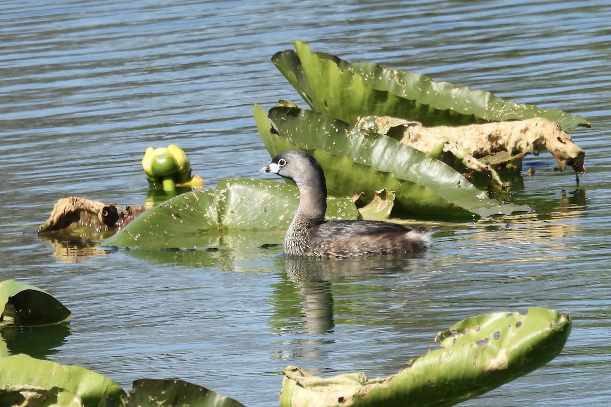 Pied-billed Grebe - ML615284879