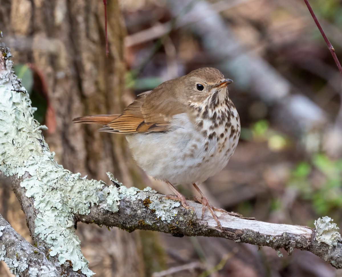 Hermit Thrush - ML615284882