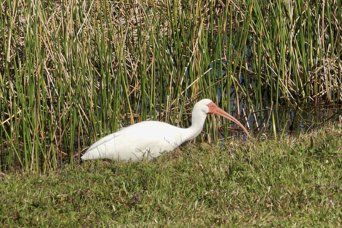 White Ibis - ML615284934