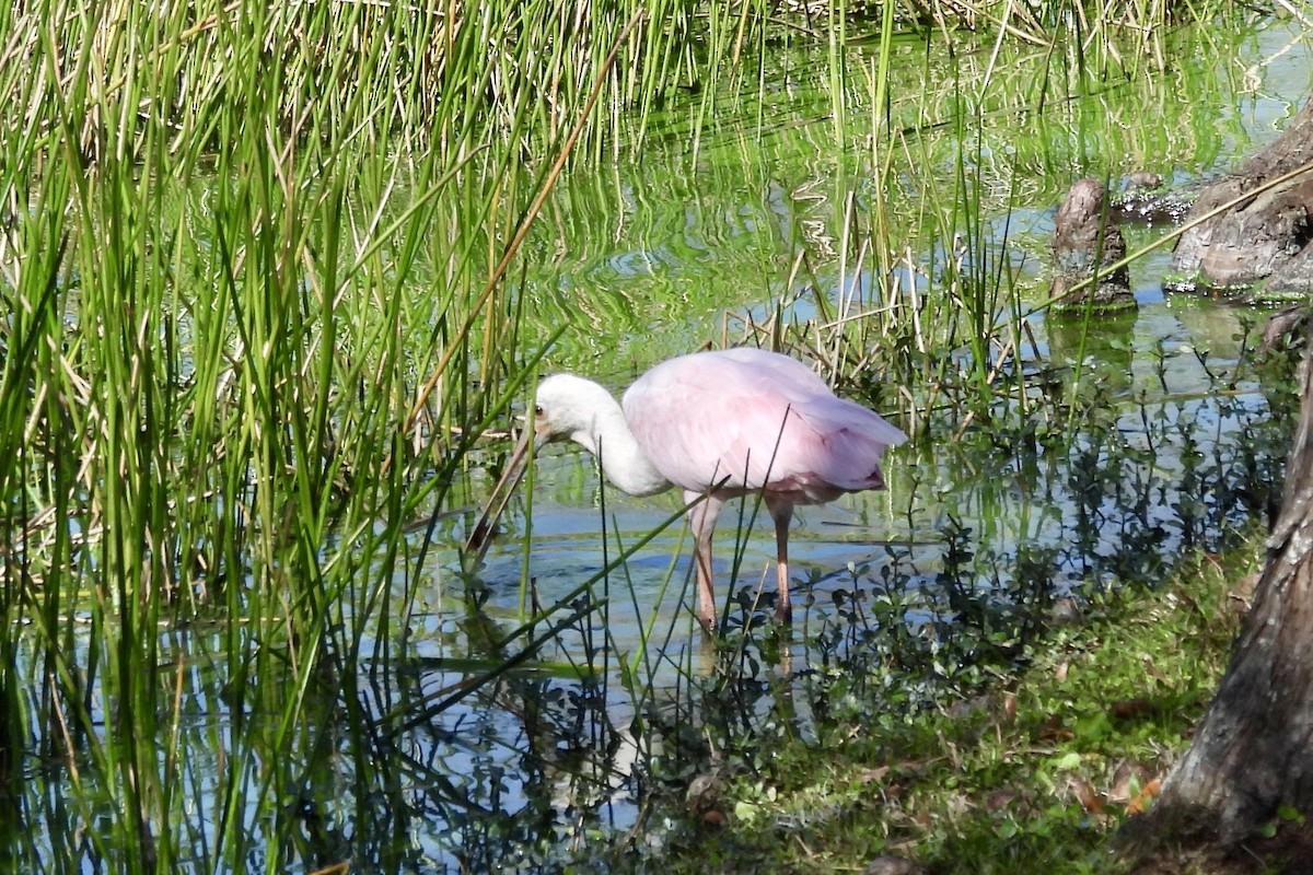 Roseate Spoonbill - ML615284972