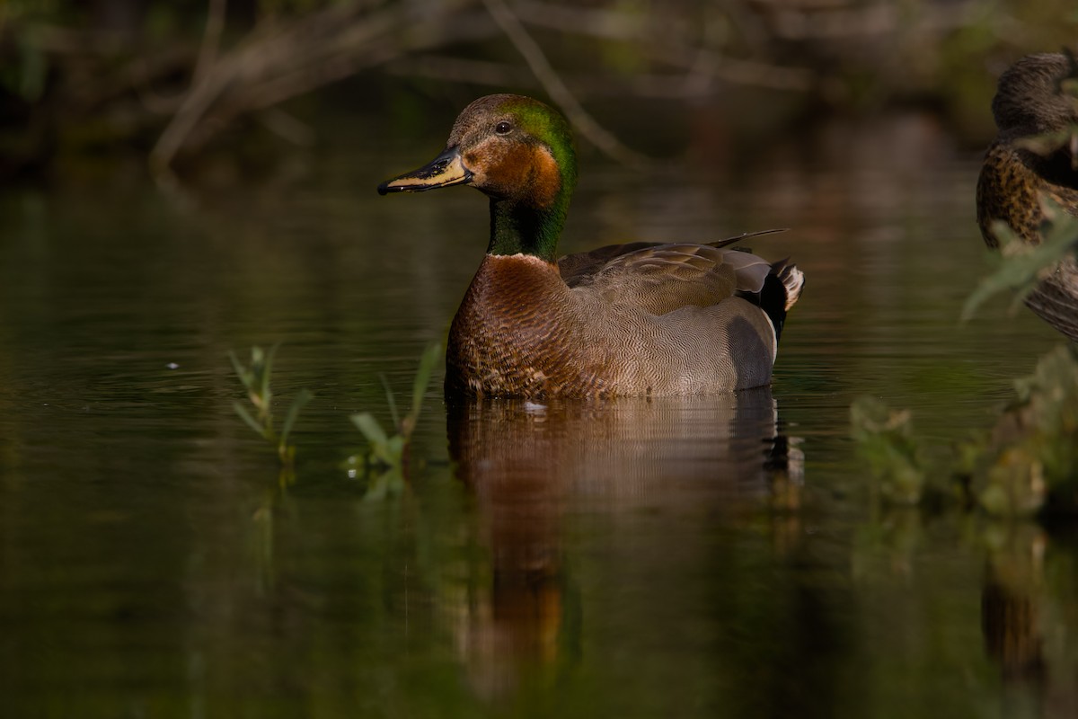 Gadwall x Mallard (hybrid) - ML615284980