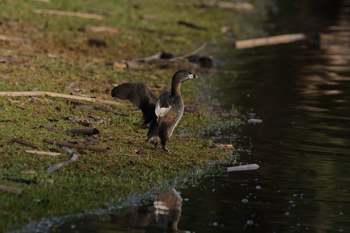 Pied-billed Grebe - ML615284985