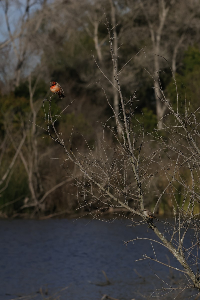 Vermilion Flycatcher - Ike Ikemori