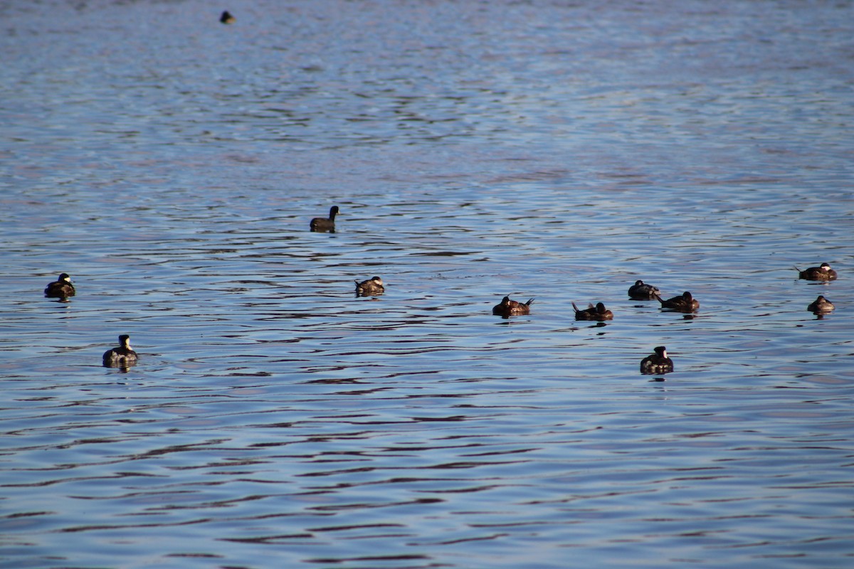 Western Grebe - ML615284990