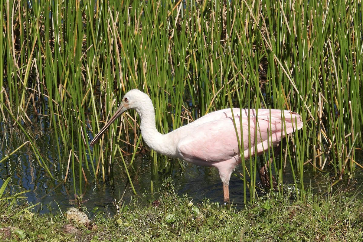 Roseate Spoonbill - ML615285001