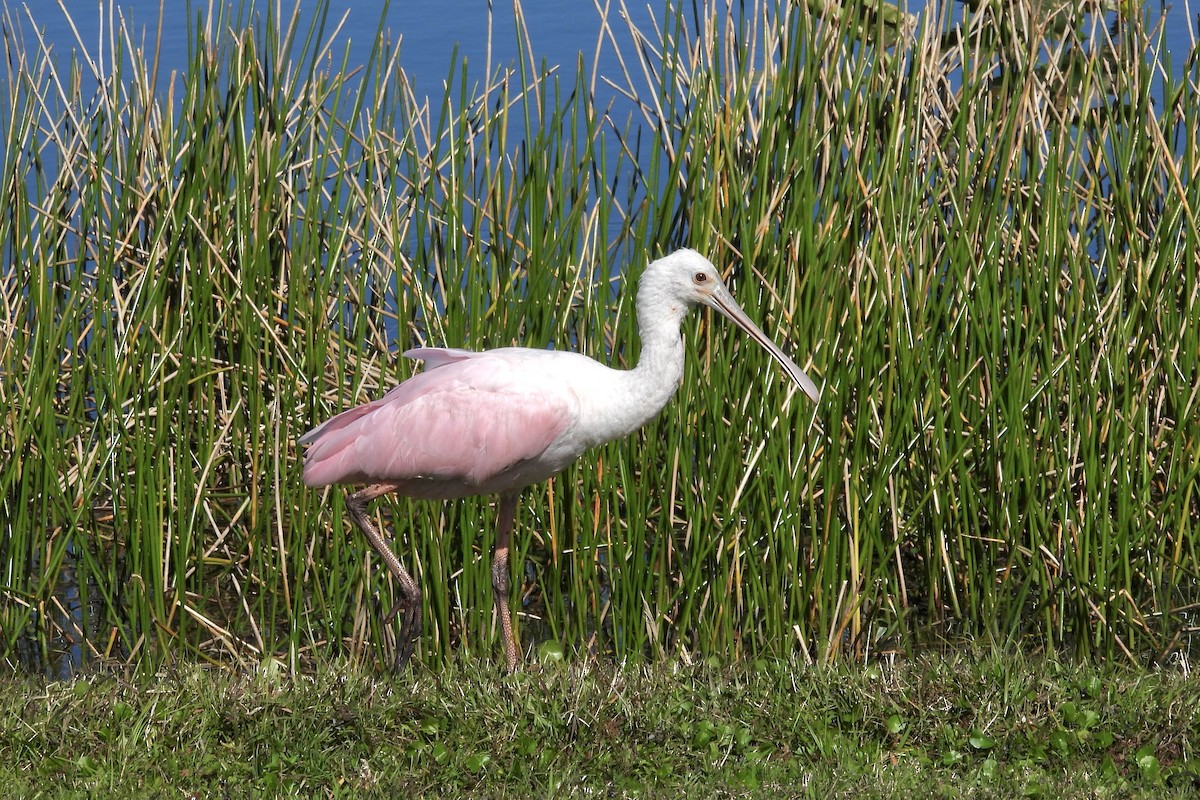 Roseate Spoonbill - ML615285003