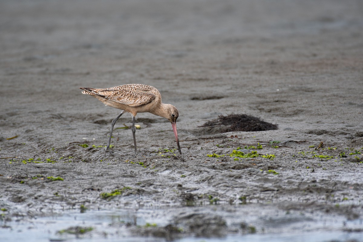 Marbled Godwit - ML615285087