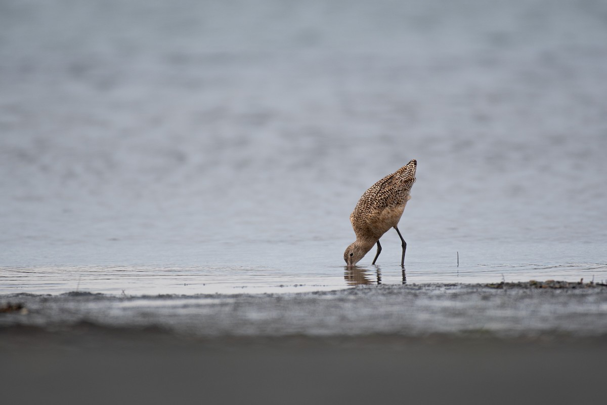 Marbled Godwit - ML615285088