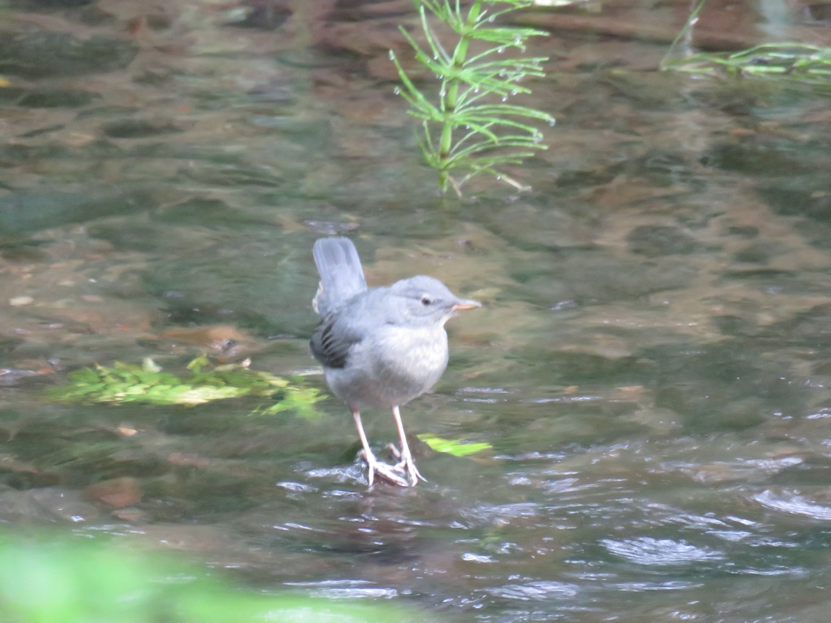 American Dipper - ML61528511