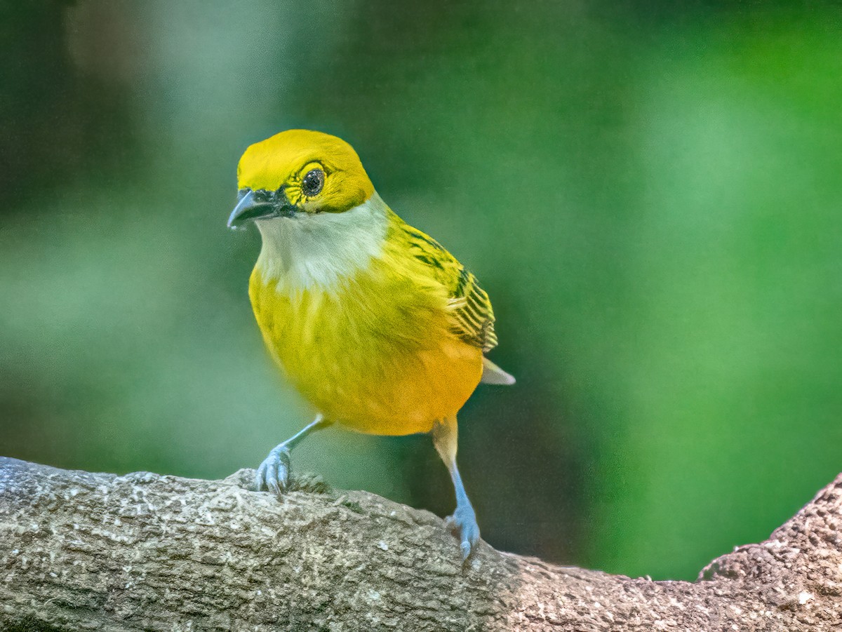 Silver-throated Tanager - ML615285128