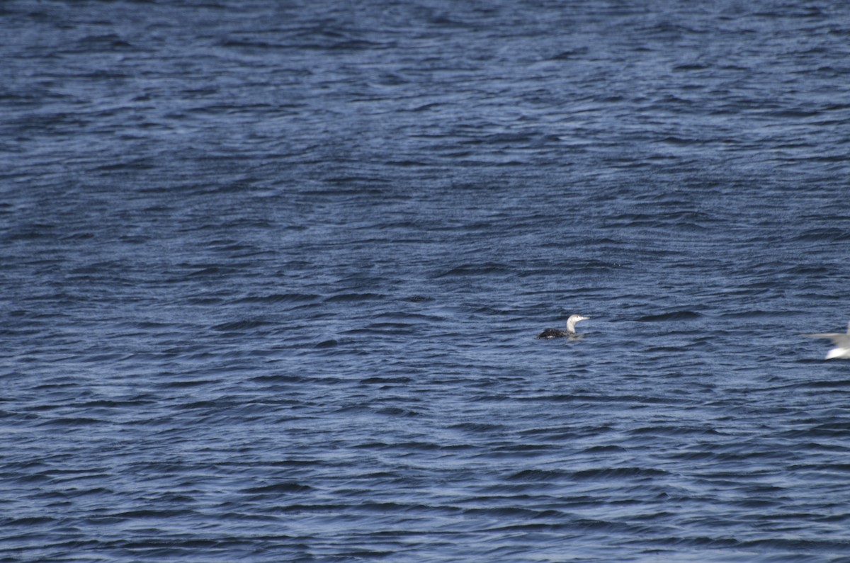 Red-throated Loon - ML615285135