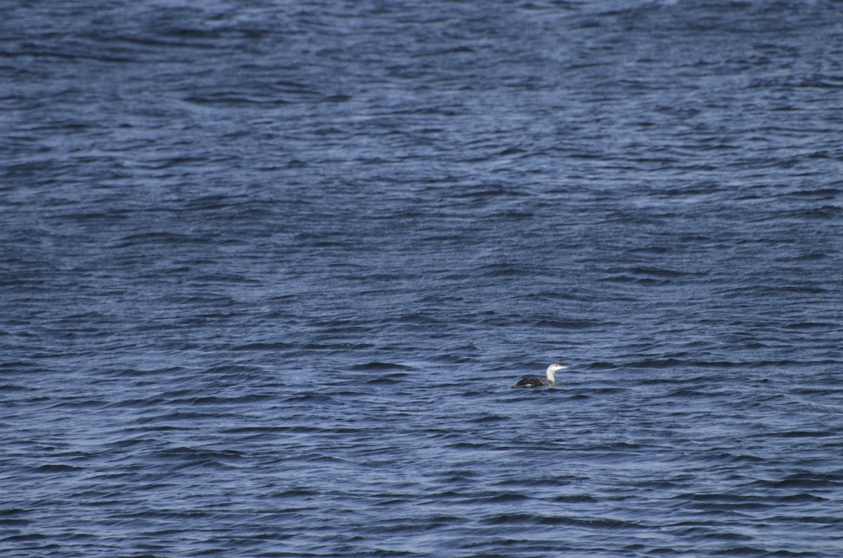 Red-throated Loon - ML615285136