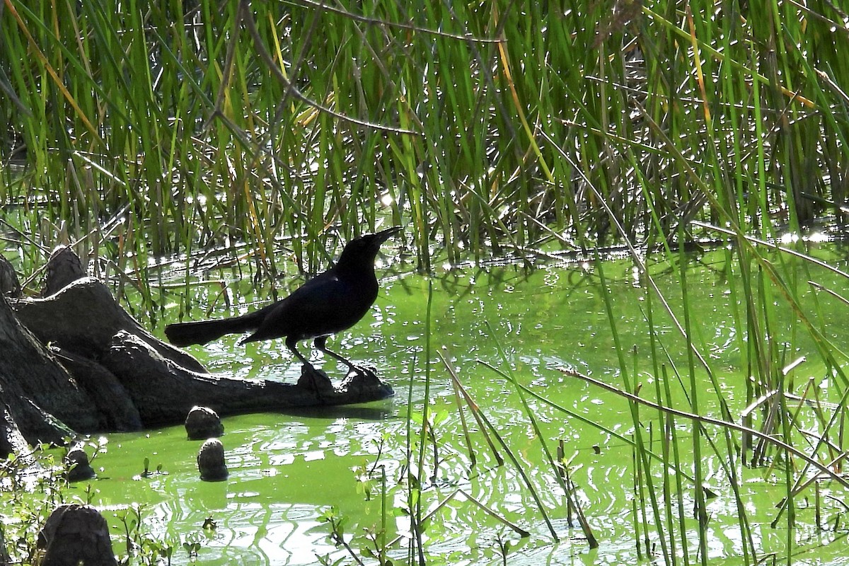 Boat-tailed Grackle - ML615285140
