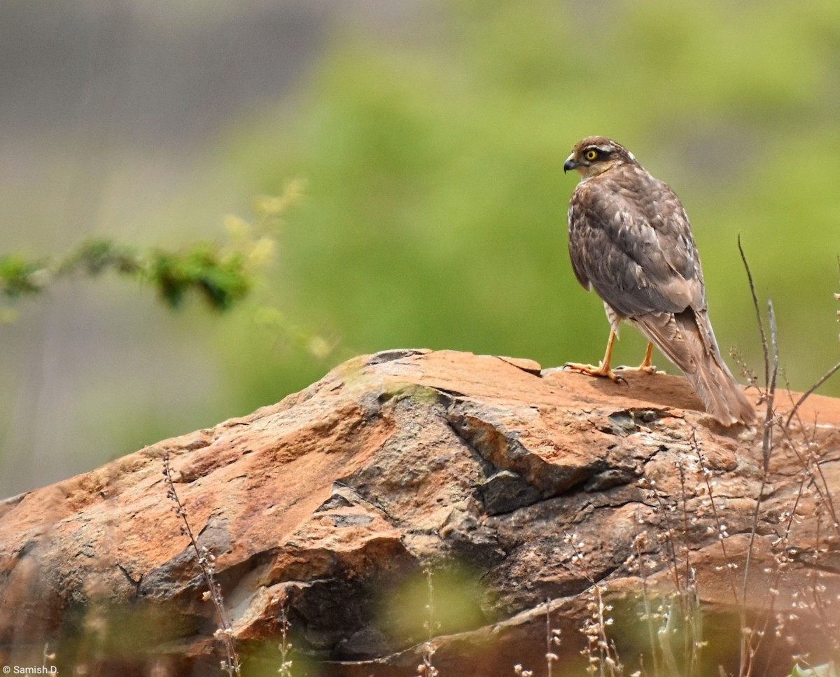 Eurasian Sparrowhawk - Samish Dhongle