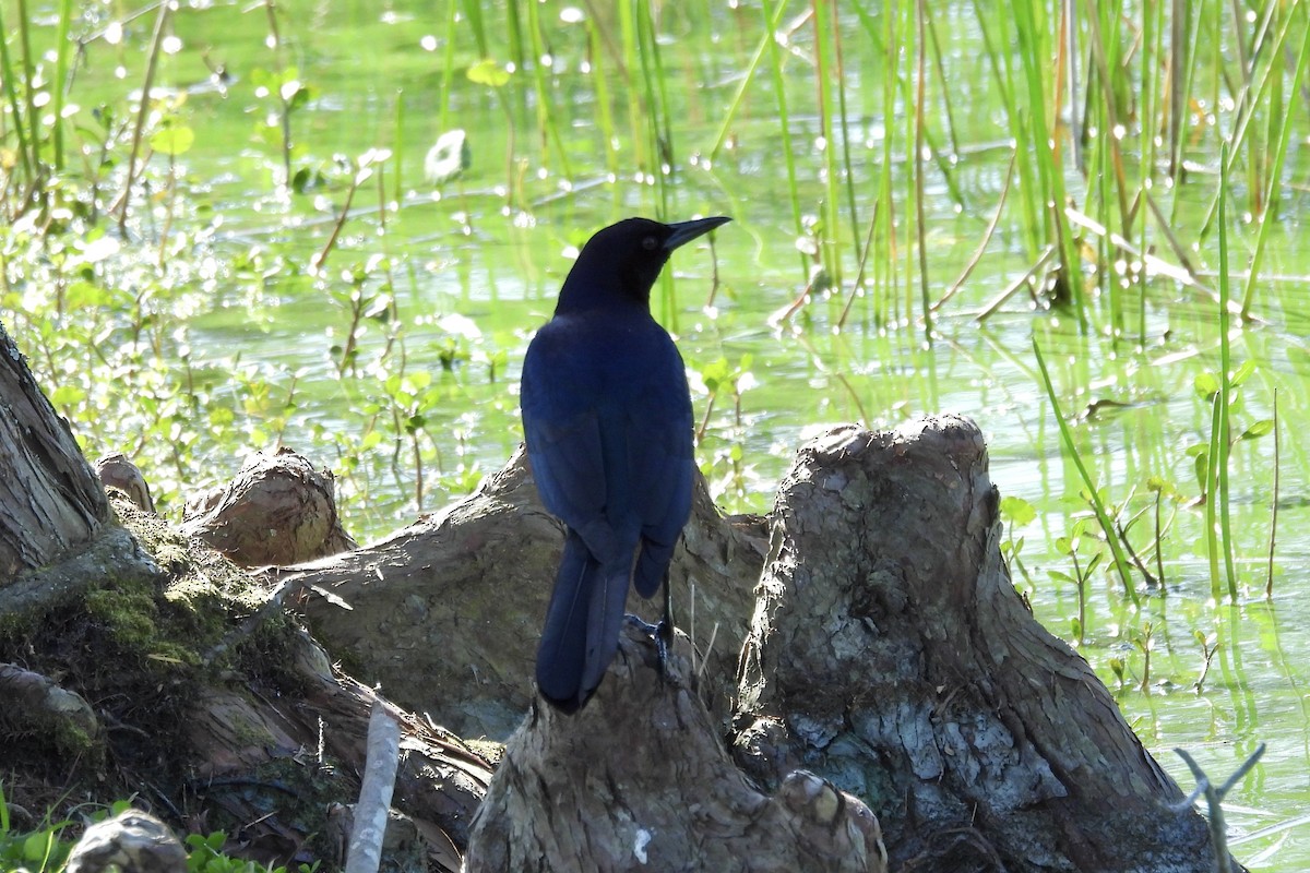 Boat-tailed Grackle - ML615285142