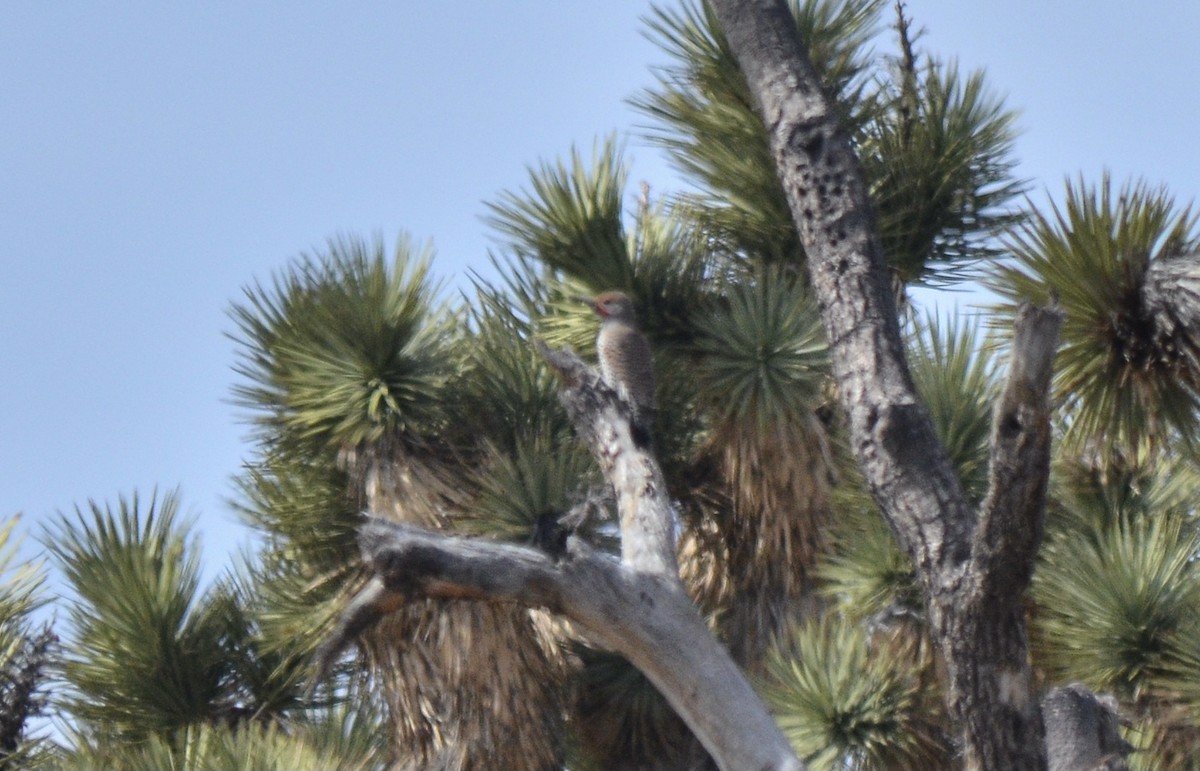 Gilded Flicker - ML615285162