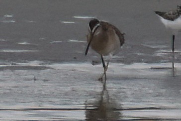 Short-billed Dowitcher - Derek Hudgins