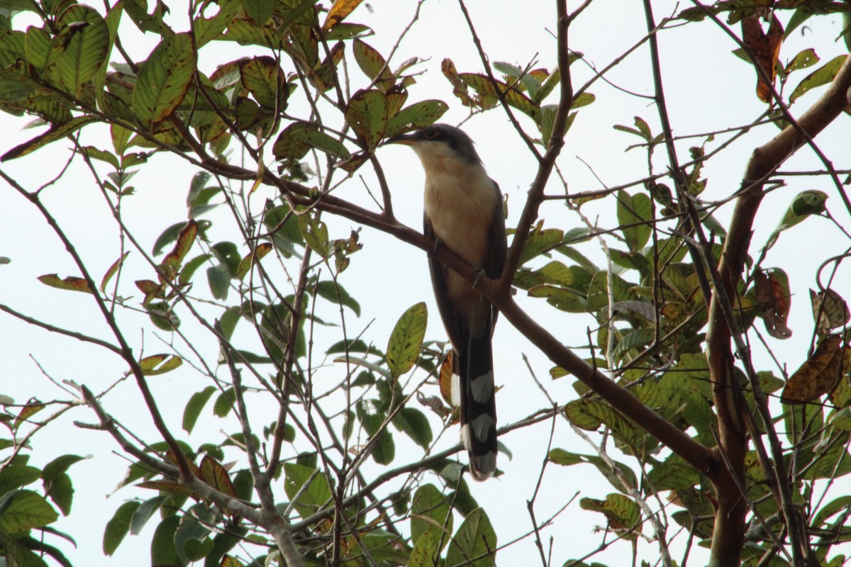 Mangrove Cuckoo - Carlos Juárez Méndez