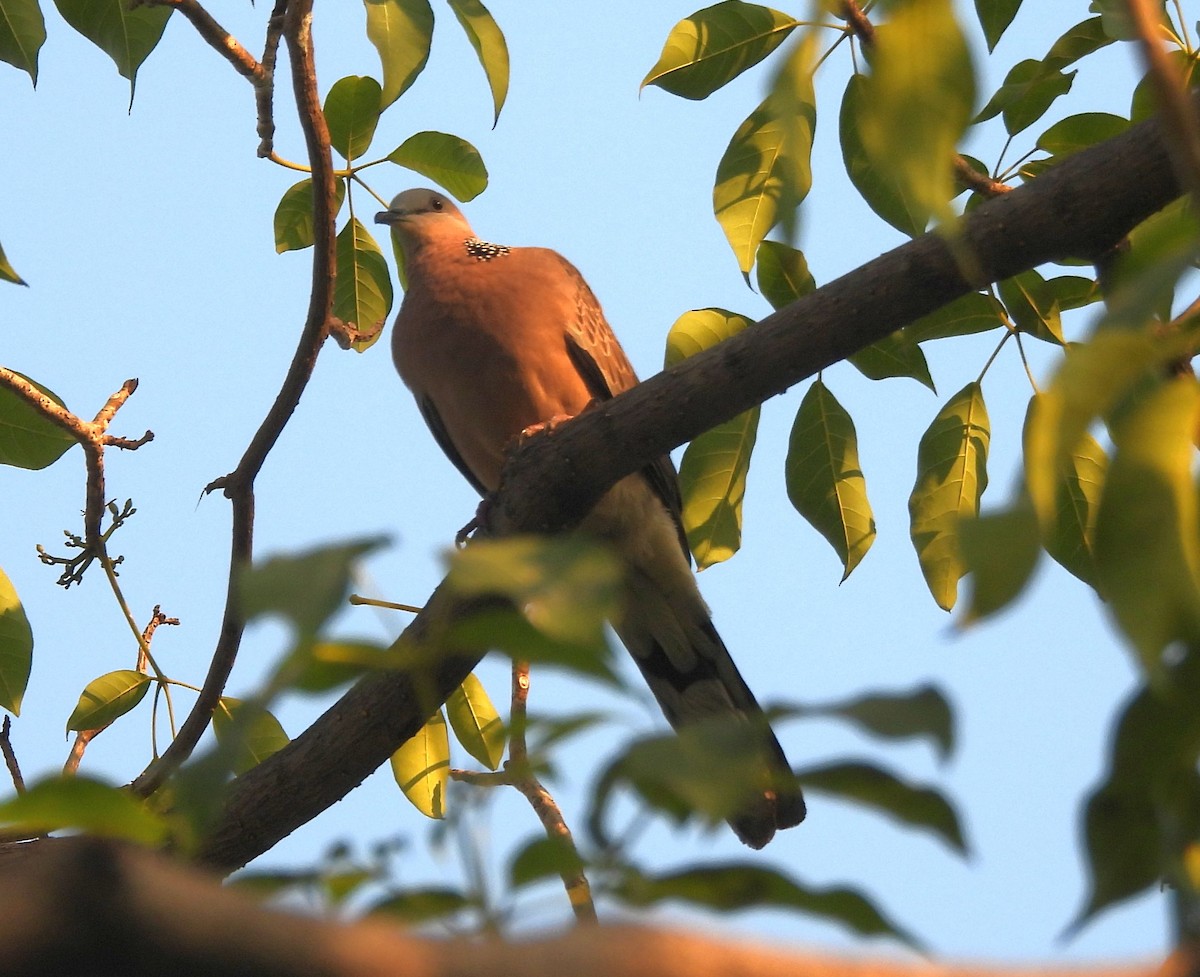 Spotted Dove - ML615285177
