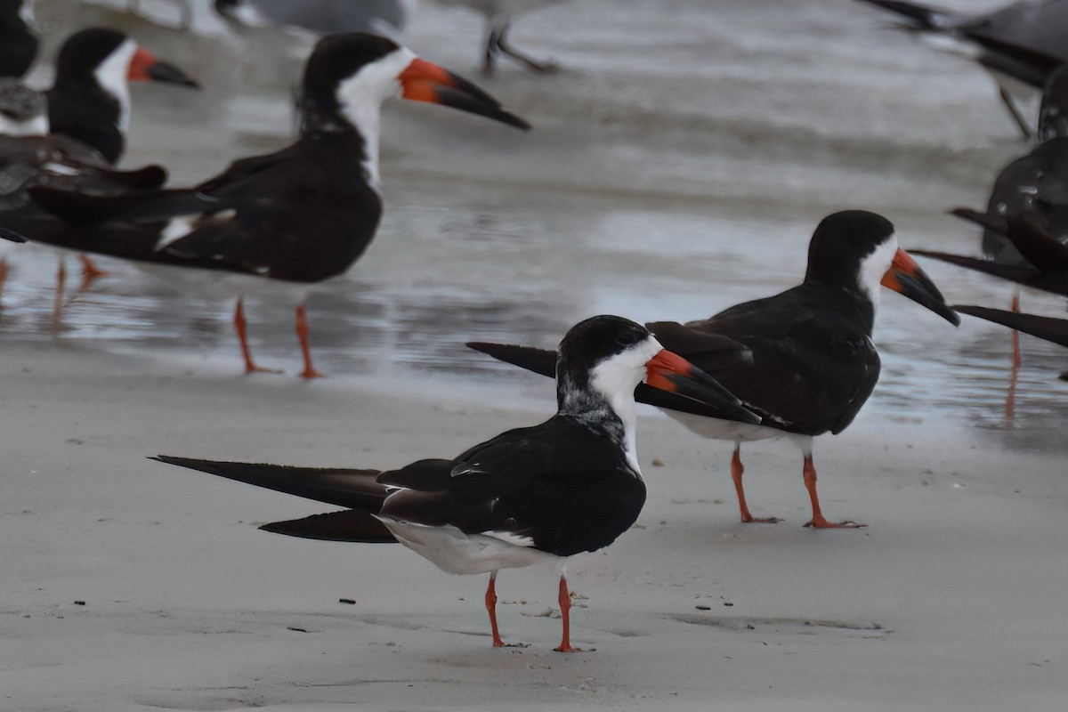 Black Skimmer - ML615285181