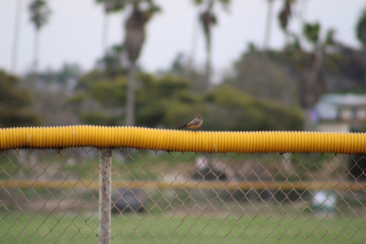 Say's Phoebe - Justin Leahy