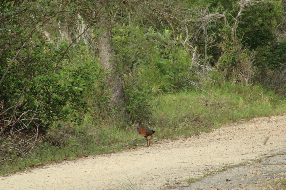 Russet-naped Wood-Rail - ML615285192