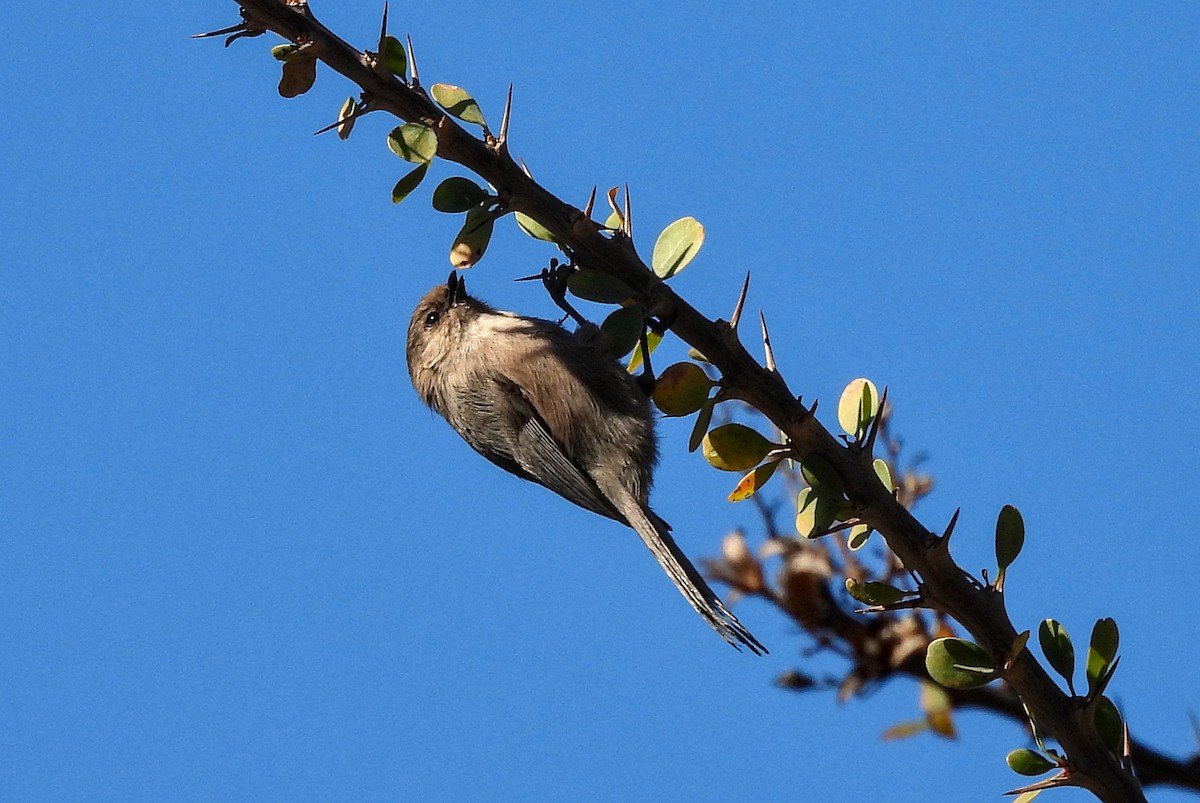 Bushtit - ML615285267