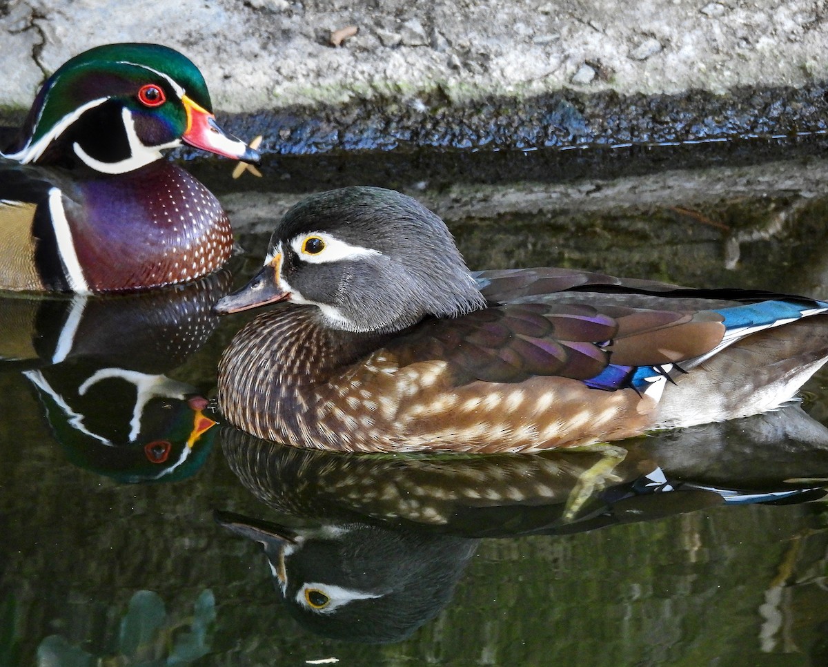 Wood Duck - ML615285299