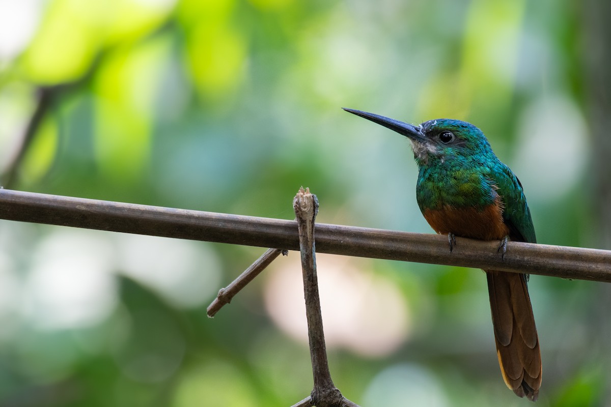 Bluish-fronted Jacamar - ML615285342