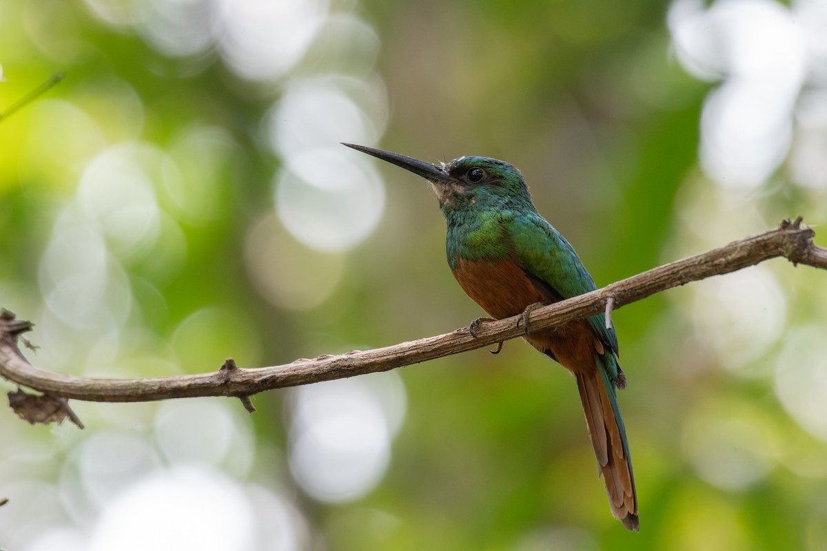 Bluish-fronted Jacamar - ML615285343