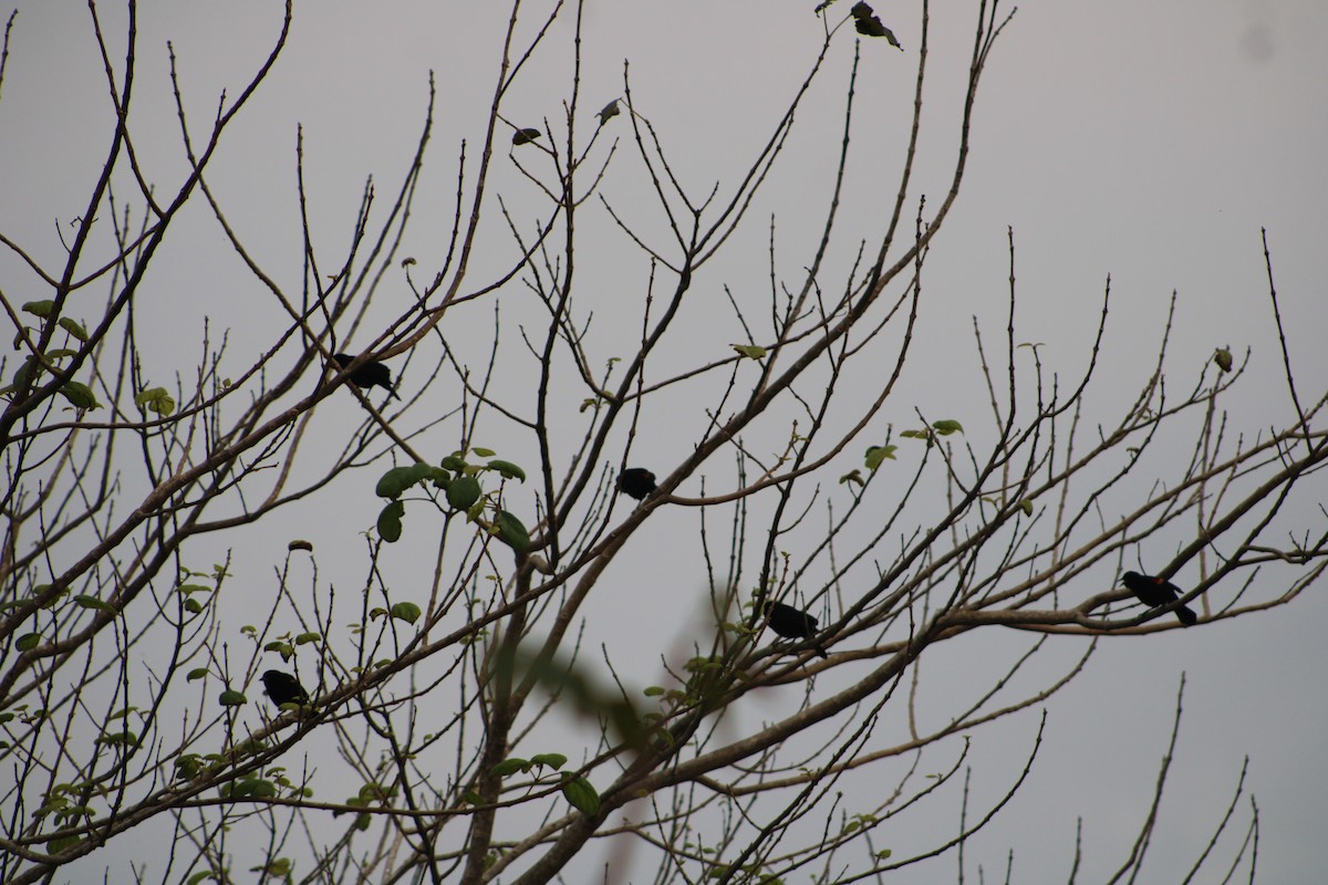 Red-winged Blackbird - ML615285361