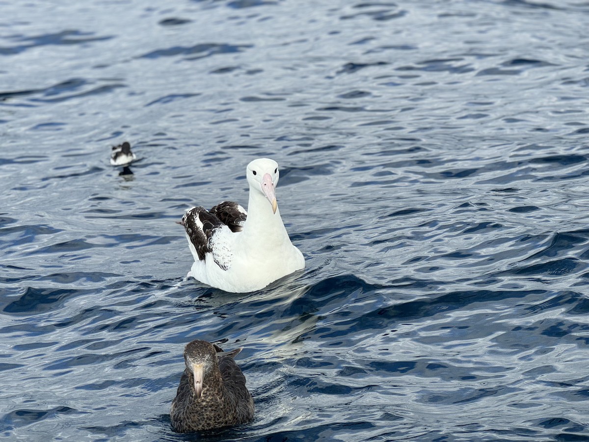 Northern Giant-Petrel - ML615285421