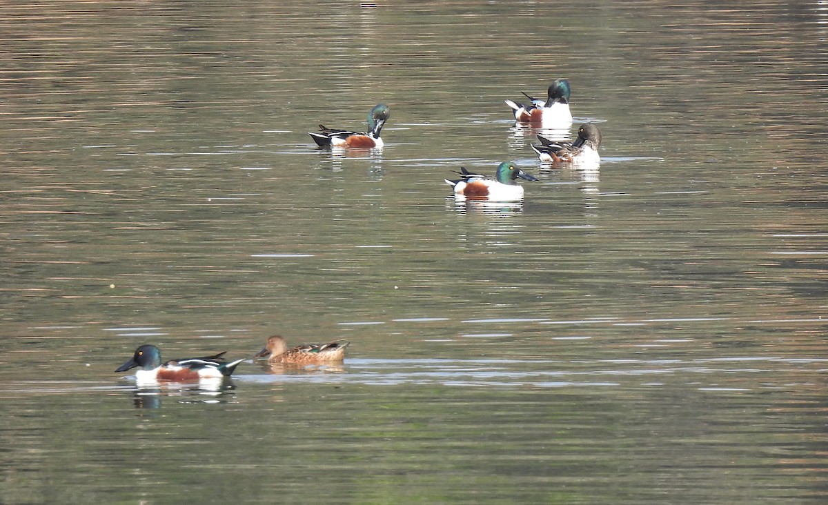 Northern Shoveler - ML615285428